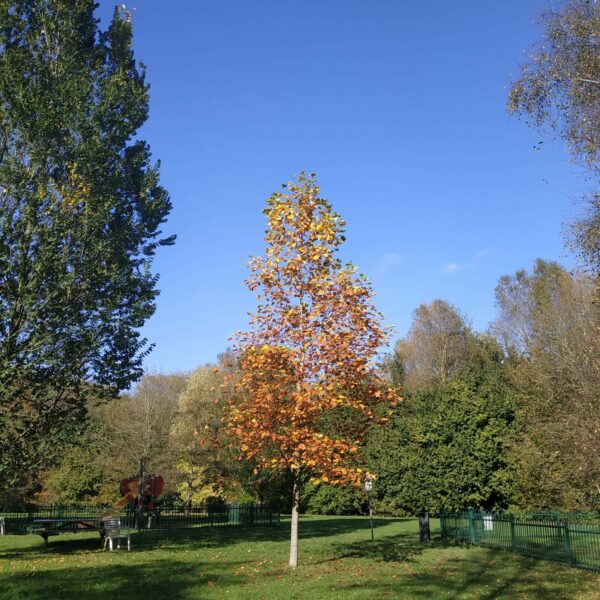 Buffet d'Automne